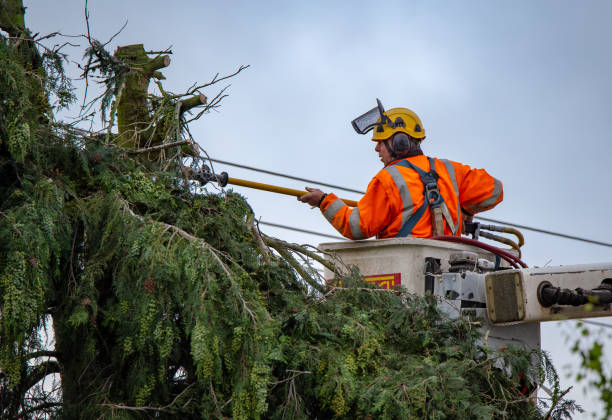 Best Tree Maintenance Programs  in Erie, PA