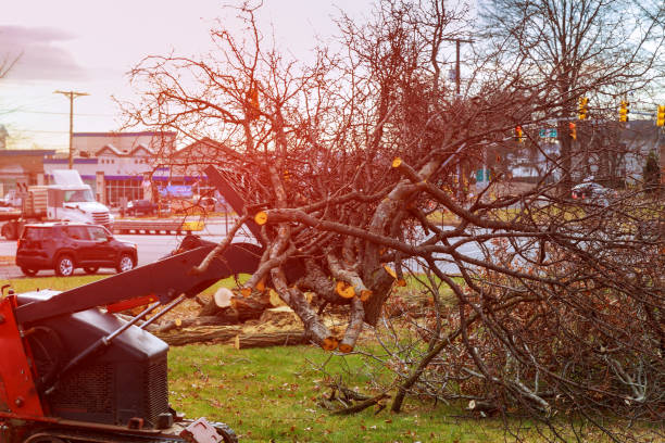 How Our Tree Care Process Works  in  Erie, PA