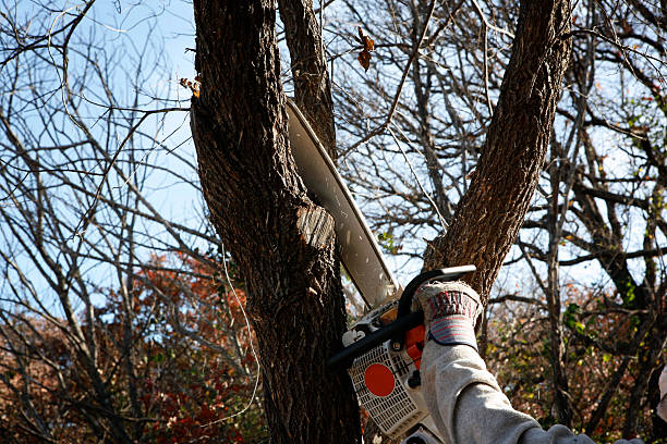 Trusted Erie, PA Tree Care Experts