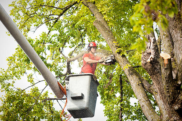 Trusted Erie, PA Tree Care Experts