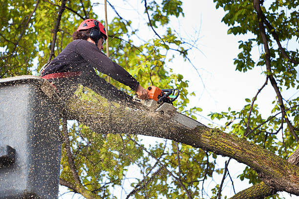 Best Emergency Tree Removal  in Erie, PA