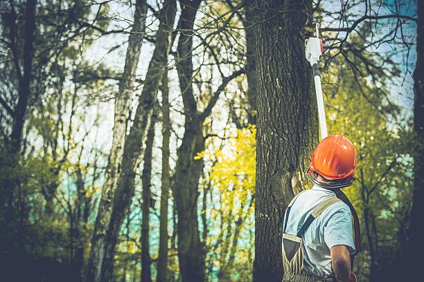 How Our Tree Care Process Works  in  Erie, PA