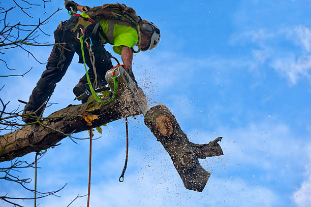 Best Weed Control  in Erie, PA