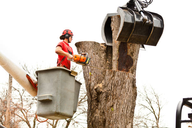 Best Leaf Removal  in Erie, PA