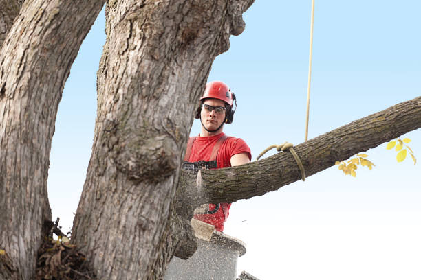 Best Tree and Shrub Care  in Erie, PA